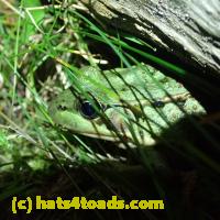 /home//u458753944/public_html/sourcegallery//Frogs/More bullfrogs/P8160347.JPG